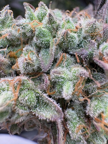 Growreport Bild 14
