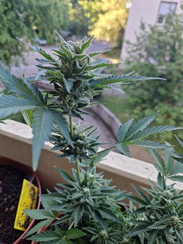 Growreport Bild 46
