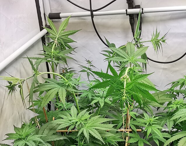 Growreport Bild 1