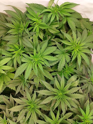 Growreport Bild 13