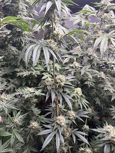 Growreport Bild 29