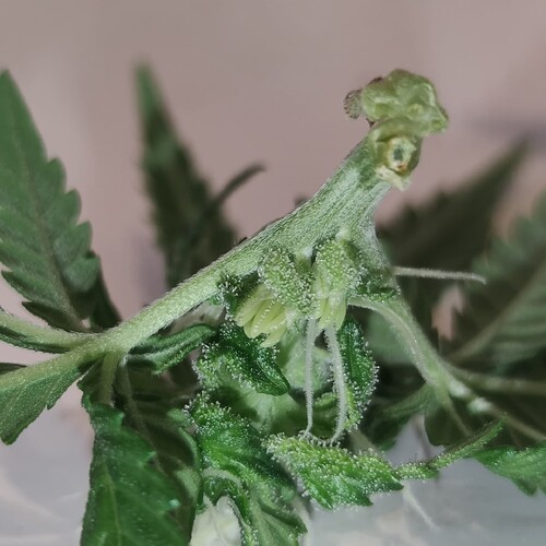 Growreport Bild 2