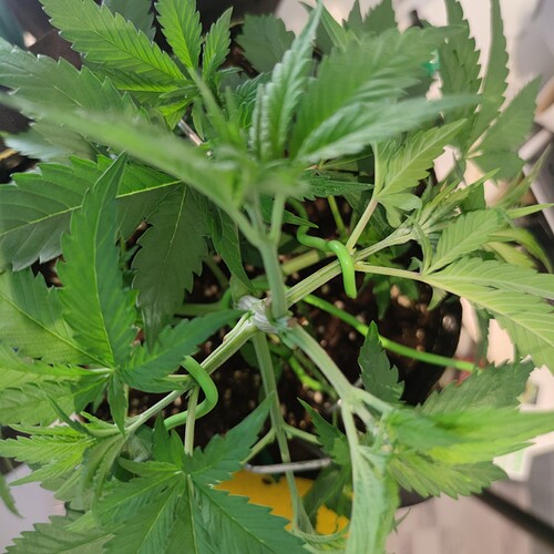 Growreport Bild 19