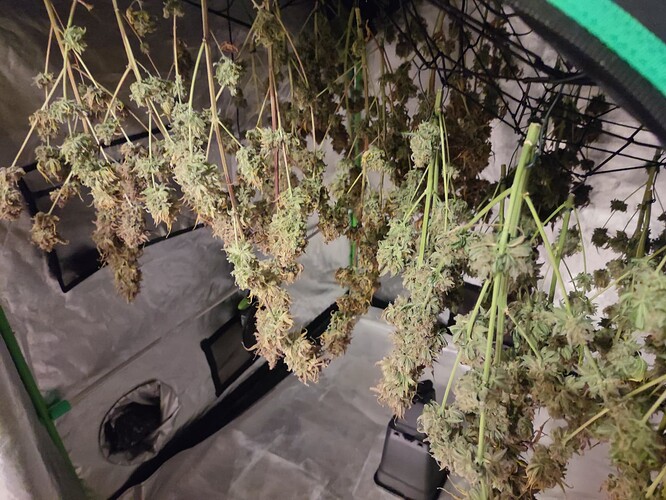 Growreport Bild 155