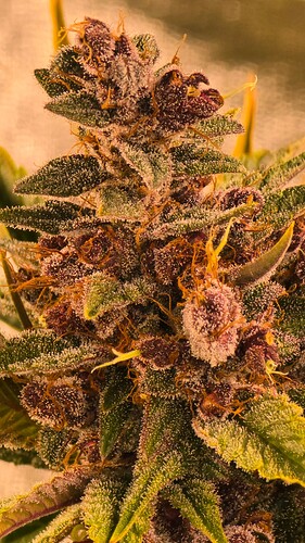 Growreport Bild 1