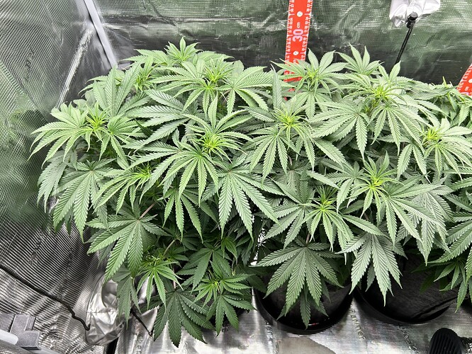 Zwei gesunde Cannabis-Pflanzen in einer Growbox, die sich in der vegetativen Wachstumsphase befinden.