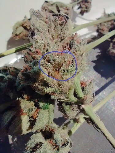 Growreport Bild 3