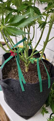 Growreport Bild 35