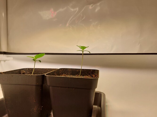 Growreport Bild 4