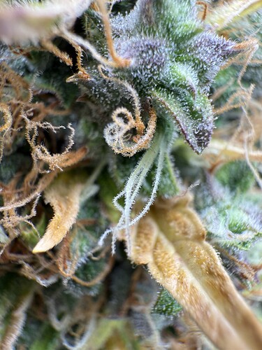 Growreport Bild 37