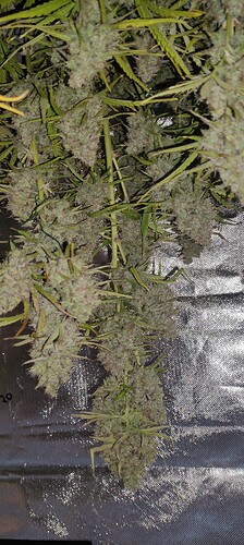 Growreport Bild 35