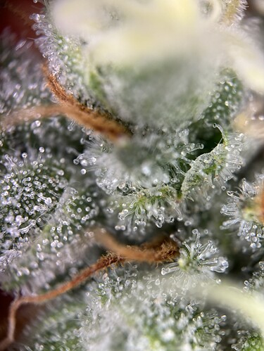 Growreport Bild 101