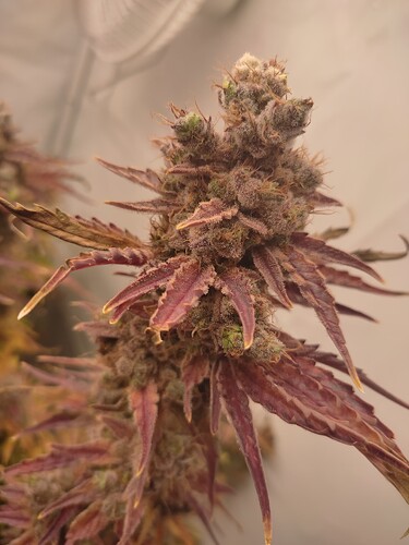 Growreport Bild 7