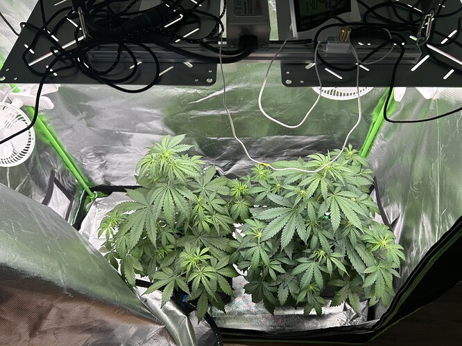 Growreport Bild 1