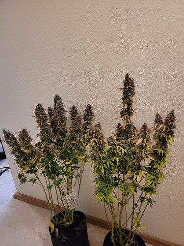 Growreport Bild 3