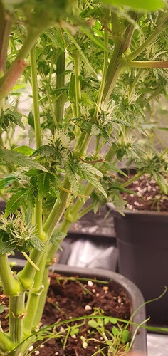 Growreport Bild 8