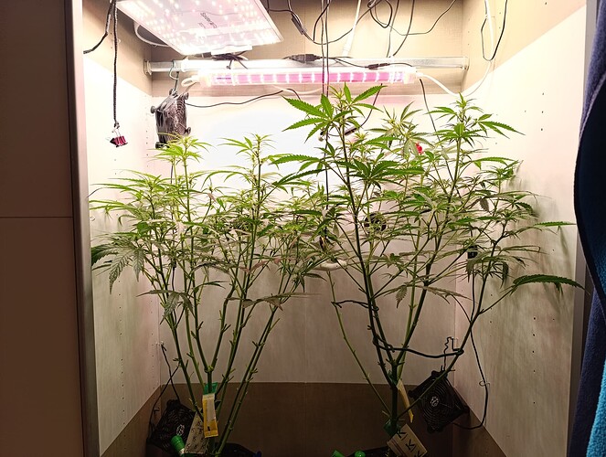 Growreport Bild 47