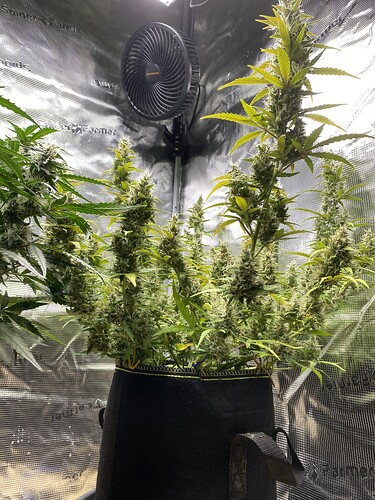 Growreport Bild 75
