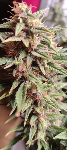 Growreport Bild 11