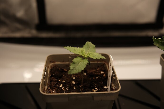 Growreport Bild 8