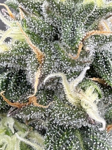 Growreport Bild 32