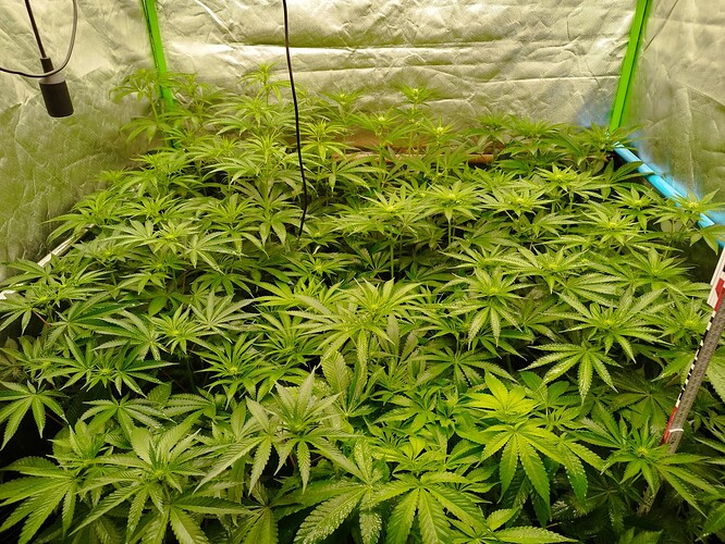 Viele junge Cannabispflanzen in einem Zelt, die sich im Wuchs befinden.