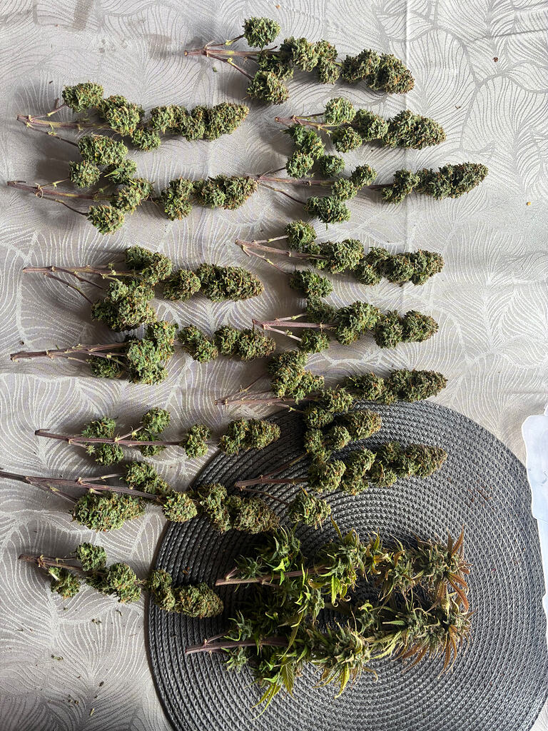 Indoor vs Outdoor: Tropicanna Poison F1 Fast Flowering