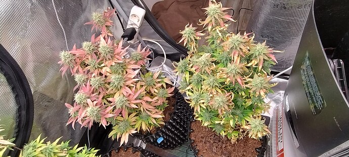 IMG_20251219_210912687_HDR
