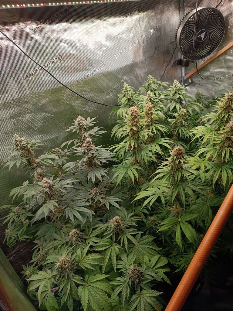 SirSirchVanDreckz Probe Grow Nr2. Umtopfen statt Düngen. 3xFirst Lady 2xEpic Buzz + Bagseeds Experiment