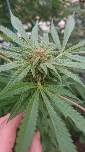 Growreport Bild 10