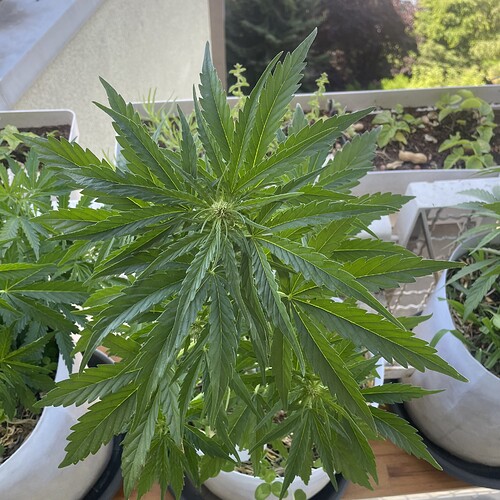 Growreport Bild 9
