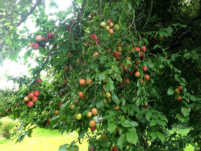 Growreport Bild 32
