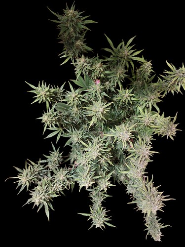 Growreport Bild 16