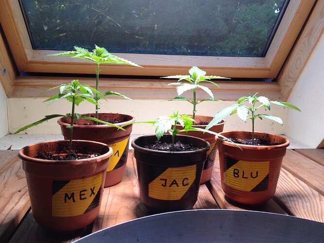 Growreport Bild 31