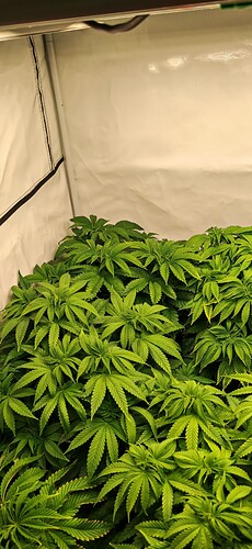 Growreport Bild 4