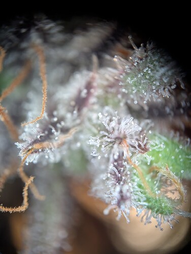 PXL_20241017_154411108