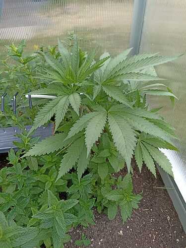 WhatsApp Bild 2025-05-21 um 18.51.13_3426daad