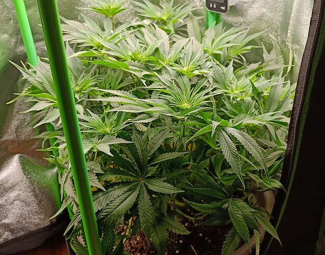 Growreport Bild 6