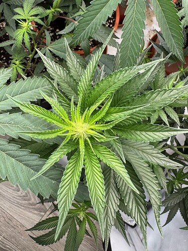 Growreport Bild 1