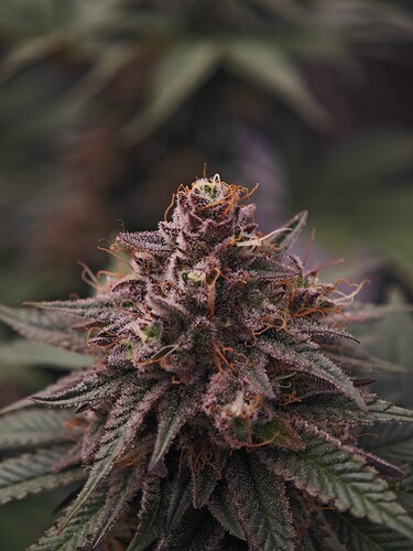 Growreport Bild 3