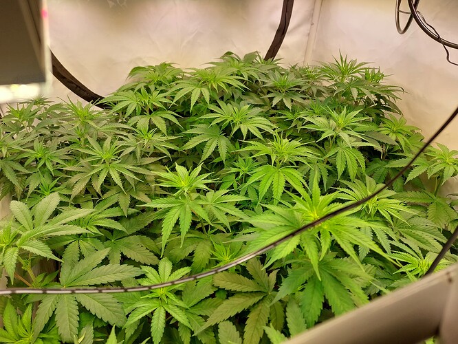 Growreport Bild 5