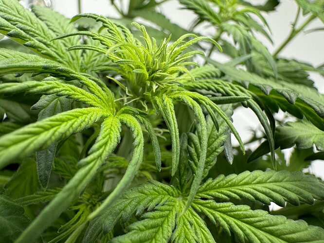 Growreport Bild 35