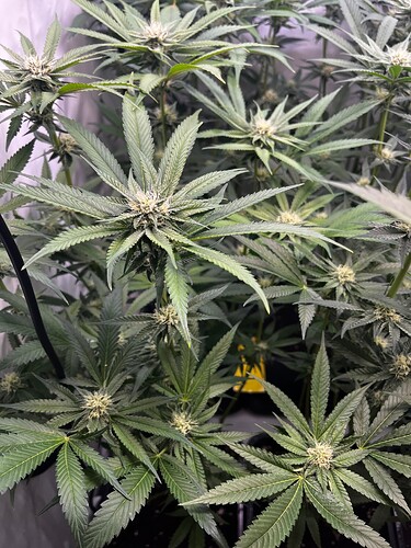 Growreport Bild 7
