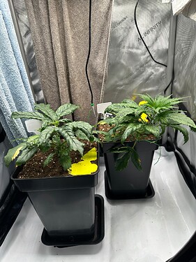 Growreport Bild 1