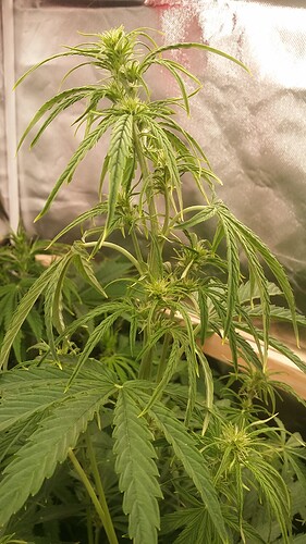 Growreport Bild 13