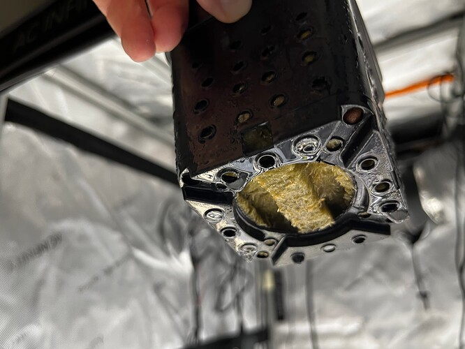 Super_Lemon_Haze_Wurzeln_1