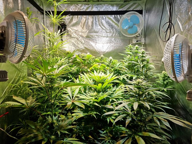 Mehrere Cannabispflanzen in einer Growbox, die sich in der Wachstumsphase befinden. Ventilatoren sind an den Seitenwänden montiert.