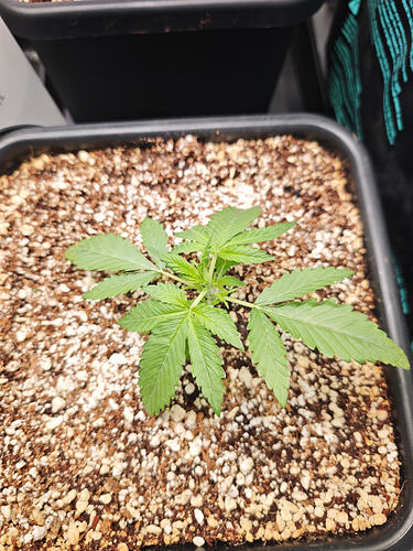 Growreport Bild 33