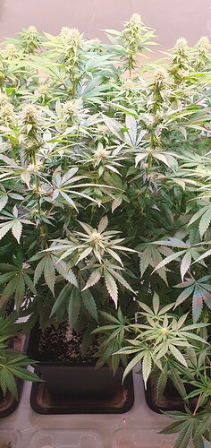 Growreport Bild 7