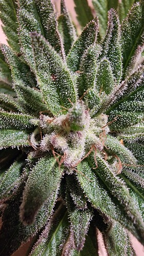 Growreport Bild 8